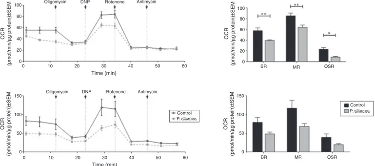 Fig. 4. Petiveria alliacea extract treatment reduces basal respiration, maximal respiration and oxygen consumption rate (OCR) associated to ATP production in 4T1 cells.