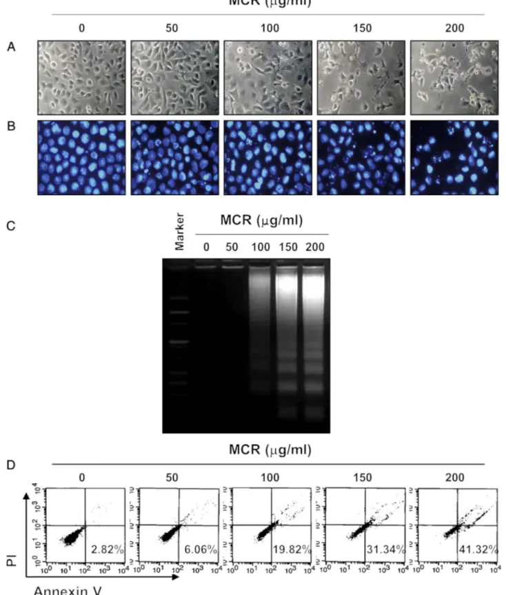 Fig. 2. Induction of apoptosis by Moutan Cortex Radicis in AGS cells. The cells were treated with various concentrations of MCR for 24 h