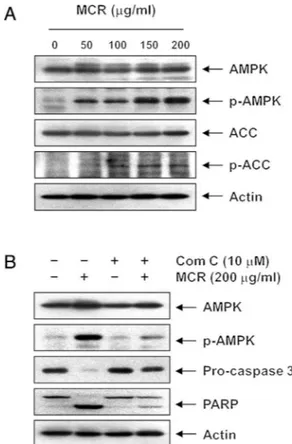 Fig. 6. AMPK activation by Moutan Cortex Radicis treatment in AGS cells. The cells were treated with MCR for 24 h (A) or pre-treated with compound C (Com C) for 1 h and then treated with MCR for 24 h (B)