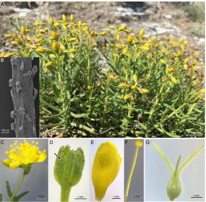 Fig. 1. Morphology of Hypericum thymopsis. In natural habitat at flowering stage (A); stem under SEM, arrows indicate glandiferous emergences (B); flower (C); calyx, arrow indicate black glands (D); petal (E); stamen (F); pistil (G).