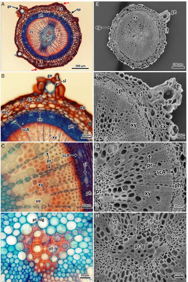 Fig. 2. Photomicrographs of stem transverse section of Hypericum thymopsis. Under light microscopy (LM) (A–D); under scanning electron microscopy (SEM) (E–H)