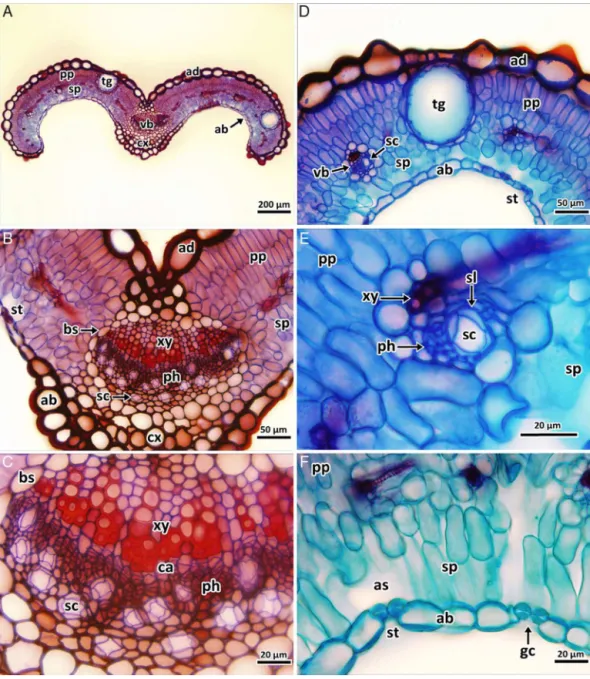 Fig. 3. Photomicrographs of the leaf trasnverse sections of Hypericum thymopsis. General view (A); detail of midrib region (B); detail of vascular bundle in midrib (C); detail of lamina with translucent gland (D); detail of small vascular bundle with a typ