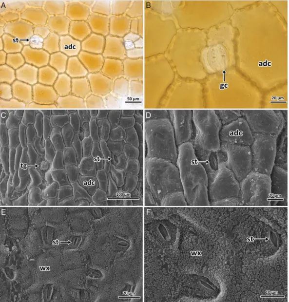 Fig. 4. Photomicrographs of the leaf blade superficial sections on light microscopy (A and B); micrographs of the leaf blade surface on scanning electron microscopy (C–F) of Hypericum thymopsis; general view of adaxial surface (A, C); detail of adaxial sur