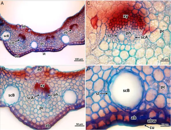 Fig. 5. Photomicrographs of calyx tube transverse section of Hypericum thymopsis. General view (A); detail of sepal midrib region with type A and type B secretory canals (B); detail of vascular bundle and type A secretory canal in sepal (C); detail of type