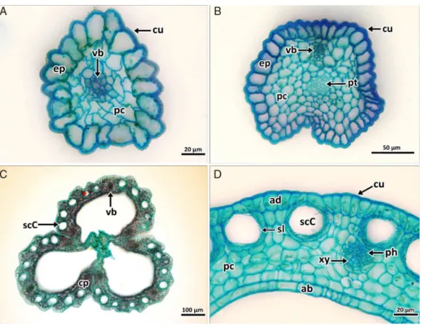 Fig. 7. Photomicrographs of the reproductive parts transverse section of flower of Hypericum thymopsis
