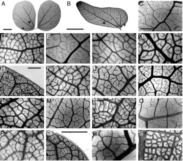 Fig. 1. Leaf venation in southern South American Bauhinia. (A and B) General vein pattern