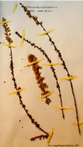 Fig. 1. Picture of one herborized sample of Ophryosporus triangularis collected in Quebrada de Paposo, Atacama Desert, in April 2011.