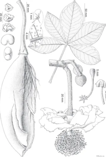 Fig. 1. Botanical line drawing illustrating the diagnostic features of Adansonia digi- digi-tata (Baobab)