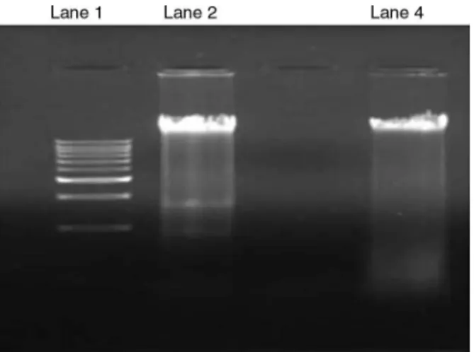 Fig. 9. Agarose gel depicting DNA fragmentation of A549 cells showing, Lane1: