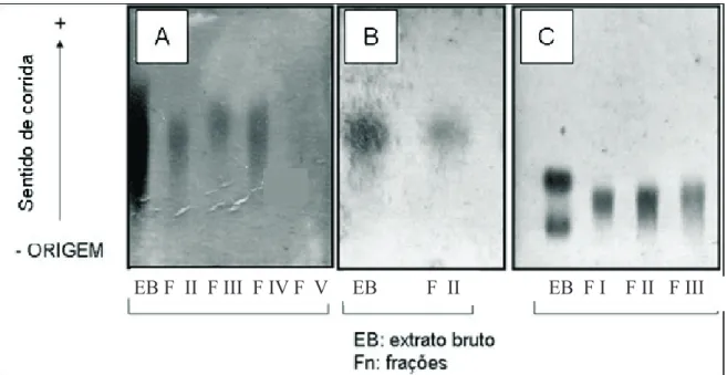 Figura 3 - Eletroforese em gel de agarose das frações obtidas na 1a (3A), 2a (3B) e 3a (3C) extrações de PS da alga marinha vermelha Halymenia  pseudofloresia