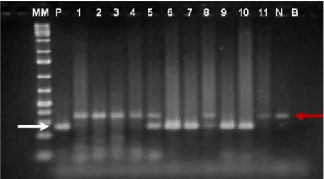 Figura 13 – Fragmento do nested-PCR com 219 pb (seta). MM: 1 Kb plus leader DNA  (Fermentas); P: controlo positivo (cavalo experimentalmente infectado com T