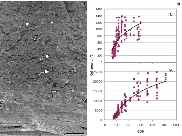 Fig.  2  a  TEM  image  of  longitudinal  sections  of  maize  endosperm  transfer  cells  at  10  DAP
