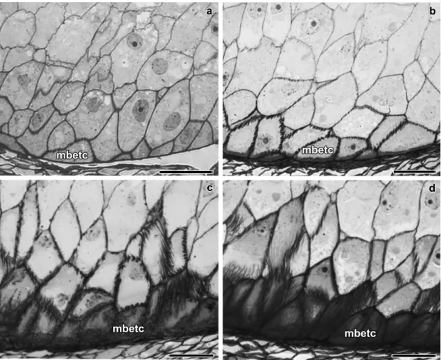 Fig. 1 Bright filed microscopy of longitudinal sections of maize endosperm transfer cells  at 6 DAP (a), 10 DAP (b), 14 DAP (c), and 20 DAP (d)