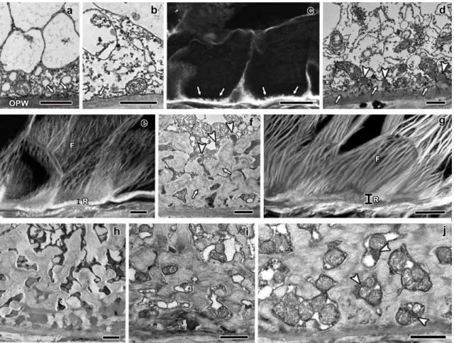 Fig.  2  Longitudinal  sections  of  maize  endosperm  transfer  cells'  reticulate  ingrowths  from  5  to  20  DAP
