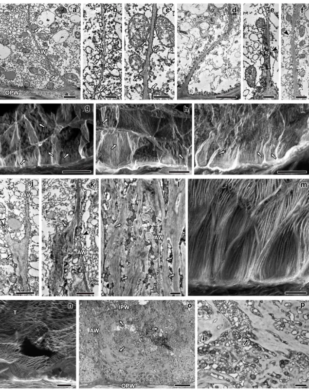 Fig. 3 Longitudinal sections of maize endosperm transfer cells' flange ingrowths from 5  to 20 DAP