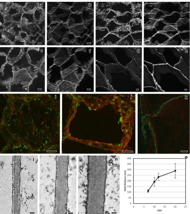 Fig.  3  CLSM  (a-k)  and  TEM  (l-n)  observations  of  longitudinal  sections  of  starchy  cells  from 5 through 20 DAP, and cell wall thickness analysis (o)