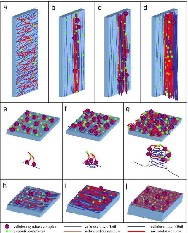 Fig.  4  Schematic  representation  of  flange  (a-d)  and  reticulate  (e-g)  ingrowths,  and  of  starchy cell walls (h-j) formation