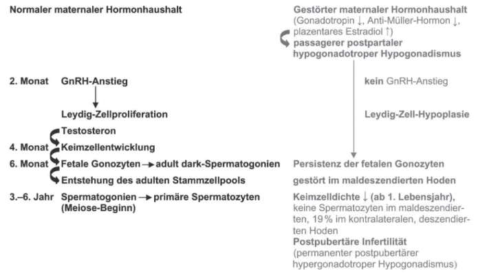 Abbildung 2:  Normale und gestörte postpartale Hodenentwicklung. Mod. nach [8] mit Genehmigung von Springer Science and Business Media