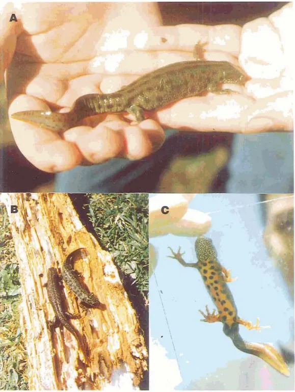 Fig.  3.  Some morphological  traits  of  Trirurus cristatus cara#ex.  (A)  Female with  its vertebral yellow  line;  (B)  Female (left) and male on a wooden log which they used as a shelter; (C) Ventral view of a male,  with  its orange  colour, and with 