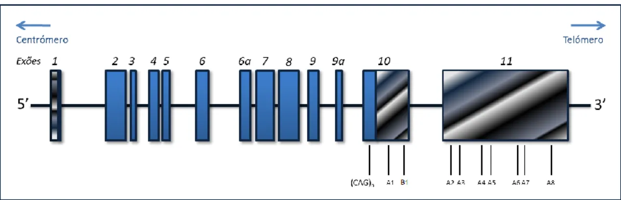 Figura 1. Representação esquemática do gene ATXN3. Os exões estão numerados de 1 a 11  e  estão  representados  como  rectângulos