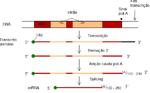 Figura  2.  Mecanismos  envolvidos  na  maturação  do  mRNA  (adaptado  de  Molecular  Biology  Web Book: Chapter 5, disponível em: http://www.web-books.com/MoBio/Free/Ch5A.htm)