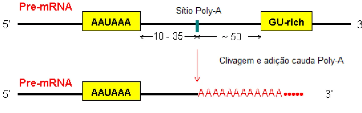 Figura  3.  Poliadenilação  na  região  3’  do  pré-mRNA. O  sinal  importante  para  a  clivagem  é  a  sequência  consenso  AAUAAA