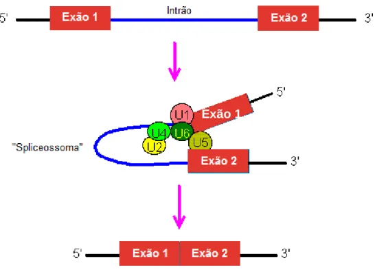 Figura  4.   Esquema  representativo  da  actuação  do  “spliceossoma”  durante  o  processo  de 