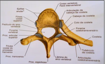 Figura 1.2 – Representação das características estruturais de uma vértebra, tendo como exemplo a 5ª vértebra  torácica