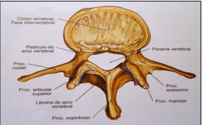 Figura 1.6 – Representação de uma vértebra lombar. Vista superior (Putz e Pabst, 2006)