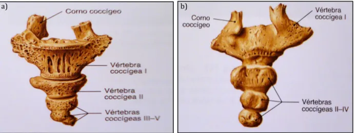 Figura 1.8 – Cóccix. a) Vista ântero-superior; b) Vista póstero-inferior (Putz e Pabst, 2006)