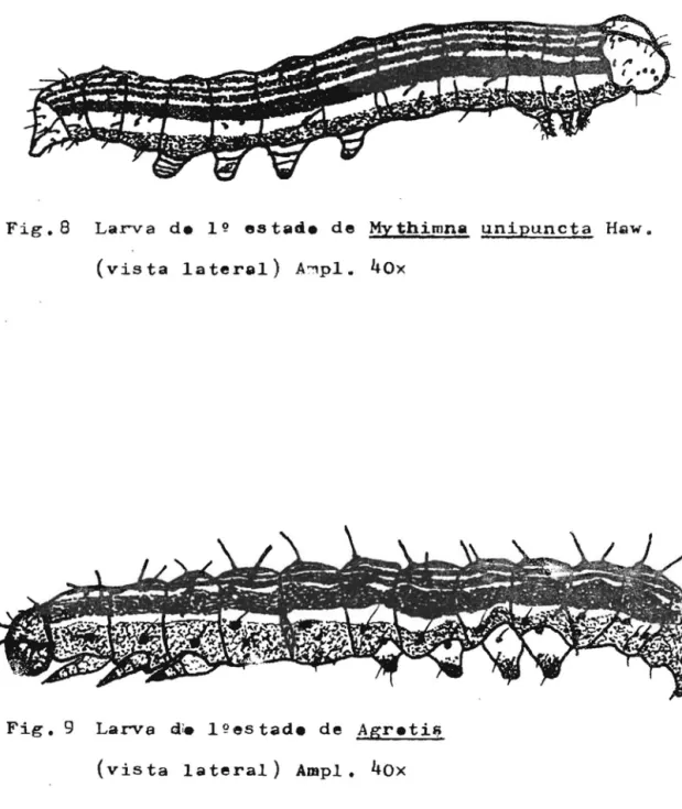 Fig.  9  Larva  di.  1 !?es tad.  de  Agr.ti~ 