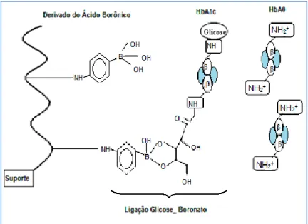 Figura 4: Cromatografia de Afinidade. 