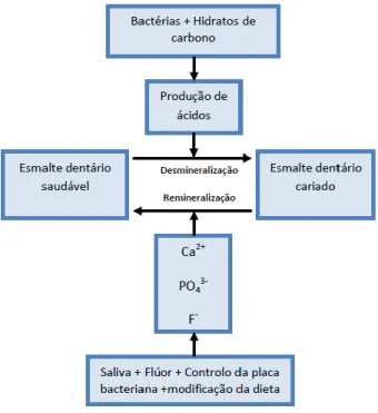 Figura 3- Diagrama dos sucessivos fenómenos de desmineralização e remineralização no processo da cárie dentária