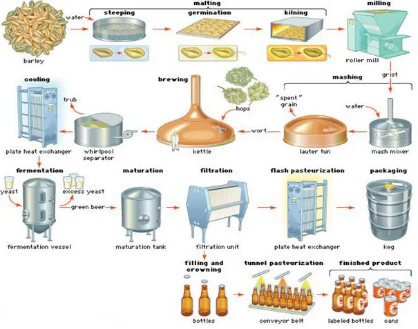 Figura 3.3. Esquema representativo do processo de produção da cerveja (adaptado de Encyclopaedia Britannica,  2010) 