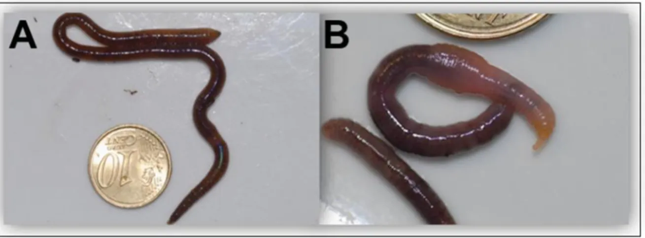 Figure 3. A, Amynthas gracillis and B, Pontoscolex corethrurus.