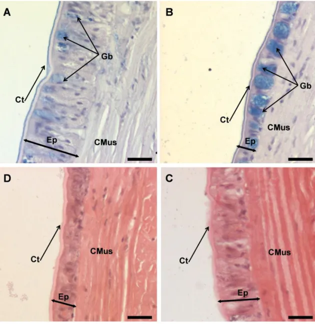 Figure 3. Micrographs of epidermal epithelia of Amynthas gracilis from Ribeira, Santa Maria before exposure (A) and after exposure (B) in Furnas and Furnas earthworms before exposure (C) and after exposure (D) to the non volcanic Fajã Soil