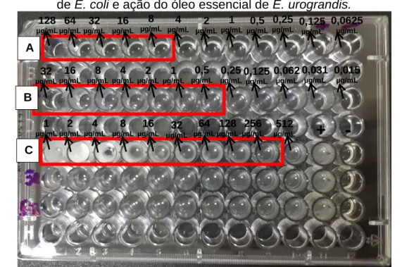 Figura 2 – Determinação da Concentração Inibitória Mínima para cepa padrão  de E. coli e ação do óleo essencial de E