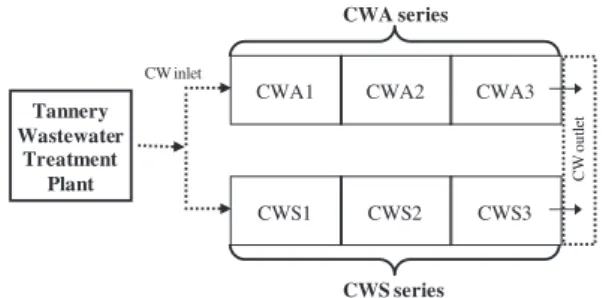 Fig. 1 e Schematic representation of the constructed wetlands (CW) series. CWA: CW series planted with Arundo donax (compartments: CWA1, CWA2 and CWA3) and CWS: CW with Sarcocornia sp
