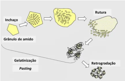 Figura  9 –  Descrição  representativa  dos  processos  que  ocorrem  durante  o  aquecimento,  hidratação e arrefecimento no amido (adaptado de lida, Y