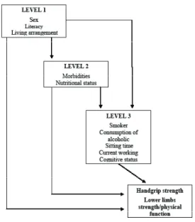 Figure 1. Simpliied hierarchy model for handgrip strength and lower  limb strength/physical function in oldest old