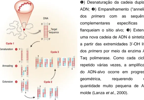 Figura 1 - PCR, Reação em Cadeia da Polimerase (adaptado de Garibyan &amp; Avashia, 2013) 