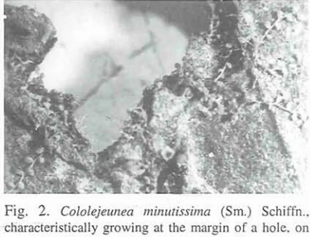Fig.  2.  Cololejeunea  minutissima  (Sm.)  Schiffn., phorophytes recorded are also introduced species, 