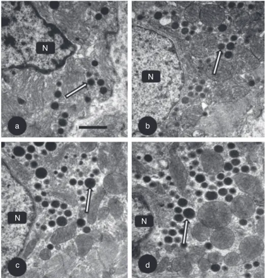 Figure 3 Electron micrographs of the right atrial cardiocytes in S (a), SG (b), E (c) and EG (d) rats