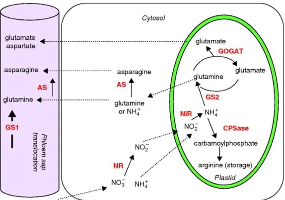 Figura  2.2 -  Caminho  metabólico  de  transformação  de  nitrato  em  aminoácidos  realizado  pelas plantas ( Masclau x- Daubresse et al, 2009)