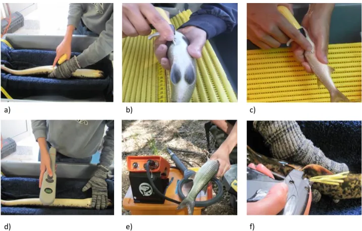 Figura 8: Colocação de marcas PIT em; a)  P. marinus , b) L. bocagei e c) L. ramada. Utilização de um leitor  portátil  na  identificação  do  código;  d)  modelo  Biomark  601  e)  modelo  HPR  plus  reader