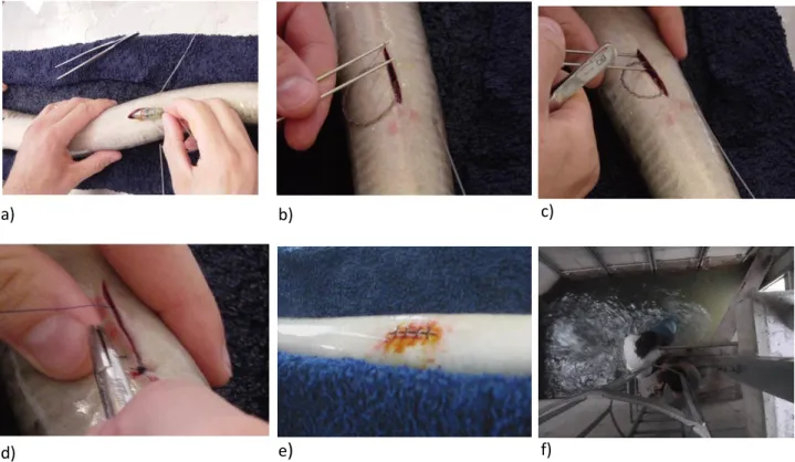 Figura  10:  Procedimento  de  marcação  da  lampreia-marinha:  a)  inserção  do  transmissor  na  cavidade  peritoneal; b)-c) colocação dos elétrodos na musculatura axial vermelha; d)-e) sutura e desinfeção do corte