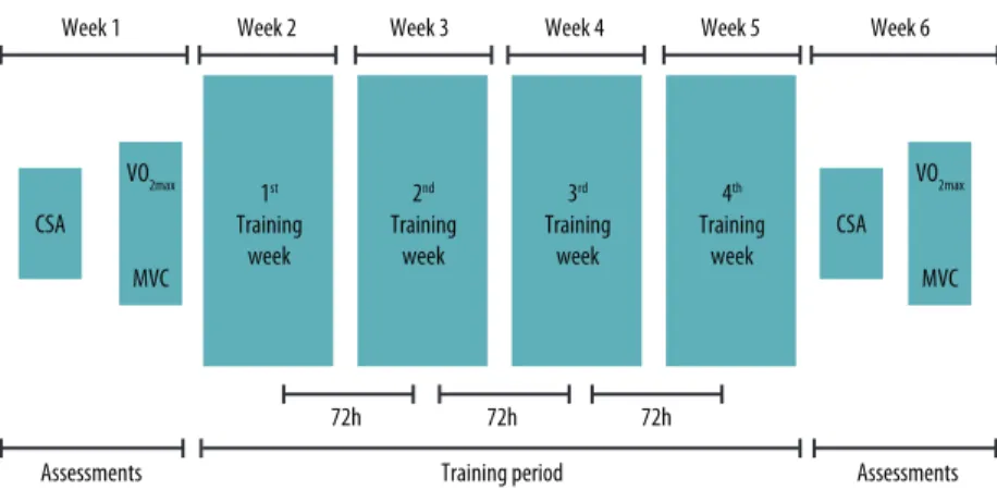 Figure 1. Timeline representing the study design. CSA: Muscle-bone cross sectional area; VO2max: Maximal  oxygen uptake; MVC: Maximal voluntary contraction.