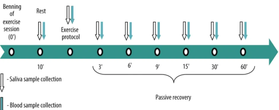 Figure 1. Experimental design for the second session as a function of time. REP - rest; REC - recovery