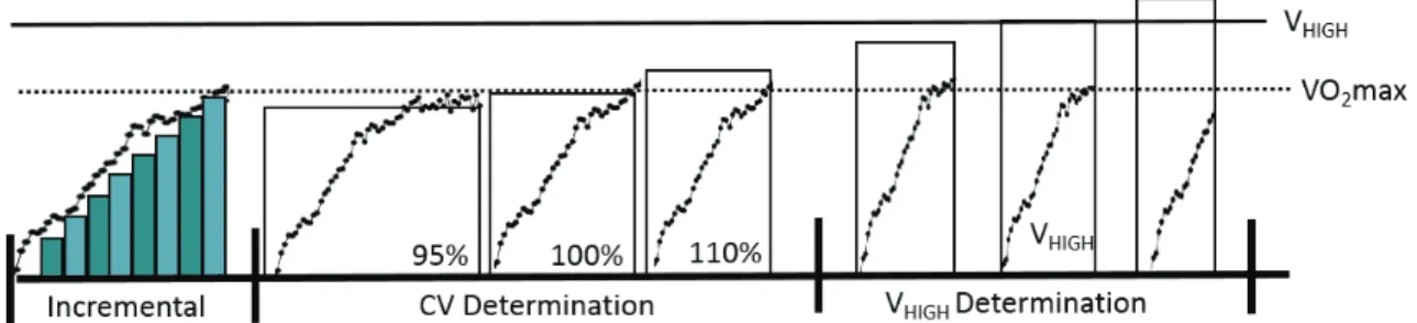 Figure 1. Schematic representation of the experimental protocol. The curves of oxygen uptake are merely illustrative