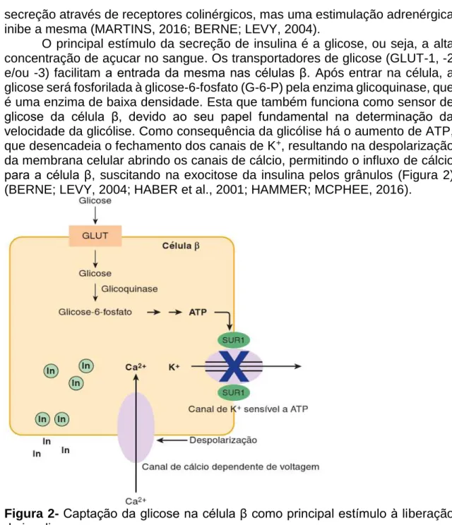 Figura 2- Captação da glicose na célula β como principal estímulo à liberação  de insulina